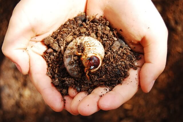 カブトムシの幼虫（手のひら）