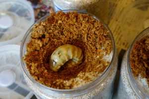 菌糸ビンにオオクワガタの幼虫が潜る様子